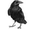 Crow