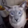 SelmerMKVI
