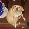 Dog Who Dug Your Plugs