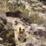 thedeserttortoise