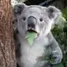 Koalajones