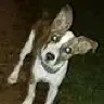 Foxdigs