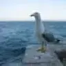 tropi