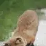abqfox
