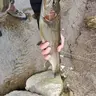 Idahoflyfisher