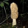 CarreraForaging