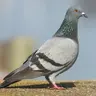 Detector Pigeon