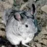 chinchilla