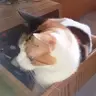Flashinon