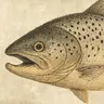 elthesalmon