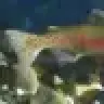 trout-hunter