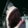 SHARK