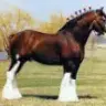 clydesdale