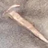 dpbe