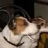JackRussell