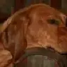 Treasure Hound