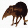 forumshrew