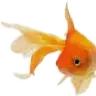 Bujuk