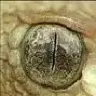 endwatcher