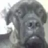 BEARDOGG