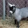 goatscapeable