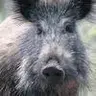Bearded Pig