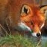 Red Fox 4