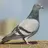 Detector Pigeon