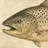 elthesalmon
