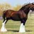 clydesdale