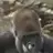 Digorilla