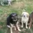 threedawgs