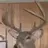 Deerhunten
