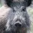 Bearded Pig