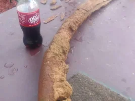 Mastodon Tusk...