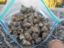 CIVIL WAR HUT SITE w/buttons, glass, 249 BULLET DAY and more!