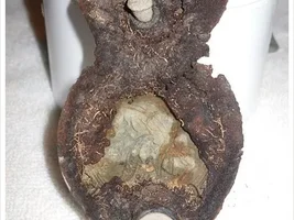 Did I Really Find a War of 1812 British Hat Badge Today!?