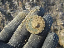 Yesterdays productive hunt yields rare rattlesnake and stars button plus much more