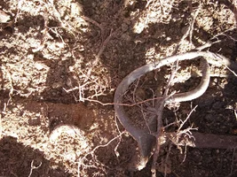 Civil war  Sword found