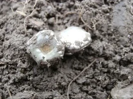 I FOUND A RARE ONE - A PERFECT COLONIAL-PERIOD GOLD CUFFLINK!