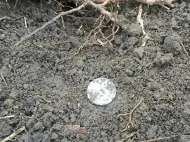 A Coin Spill for the Ages: Spanish Silvers, Large Cents, and a massive Old Silver!