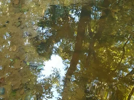 Black glass bottle, a gator and a cameo appearance by the Bearded Man