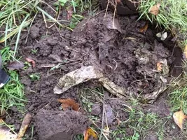 This could have been a once in a lifetime hunt!