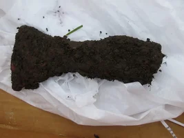 Best find of the year, Viking age grave