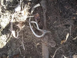 Civil war  Sword found