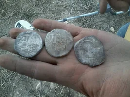 spanish cobs found in algeria .