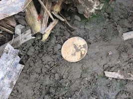 First GOLD COIN Today from the Field of Dreams!!!!!!