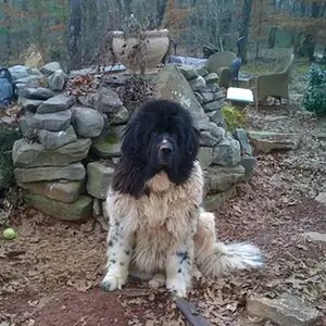 newfie