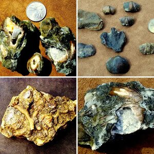 fossil found