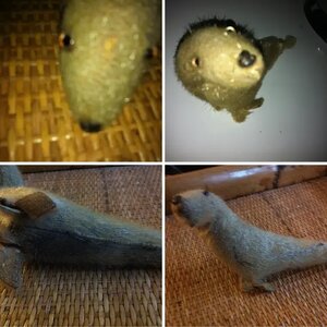 Inuit?